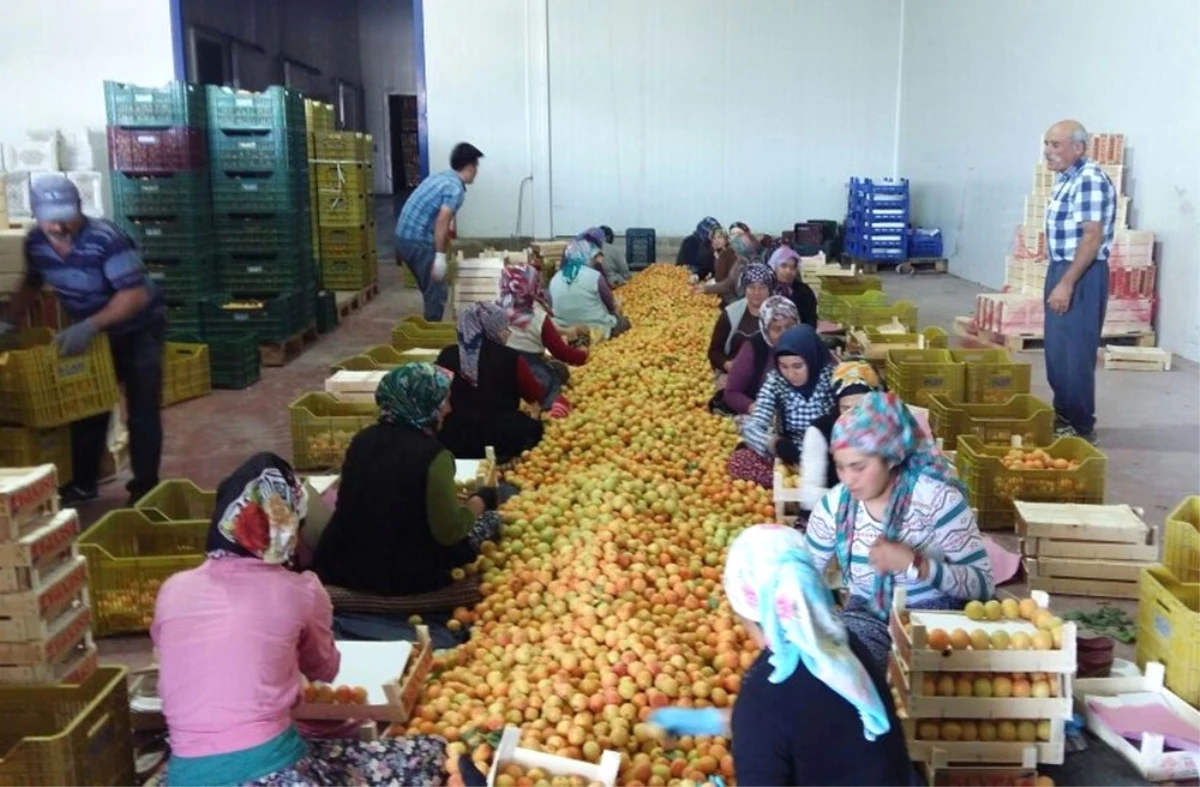 18 Ton Kayısıda Akdeniz Sineği Bulundu" İddiasına İhracatçılardan Tepki