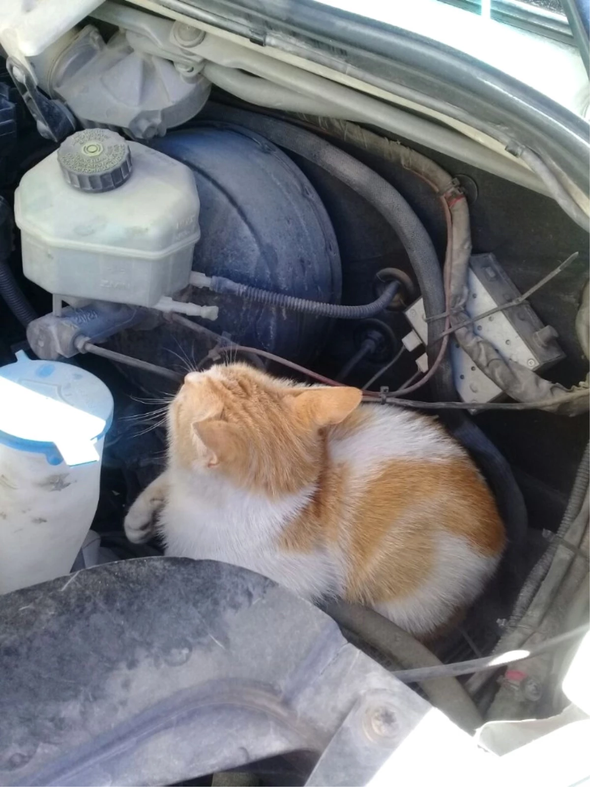 Ambulansın Kaputuna Giren Kedi Kurtarıldı