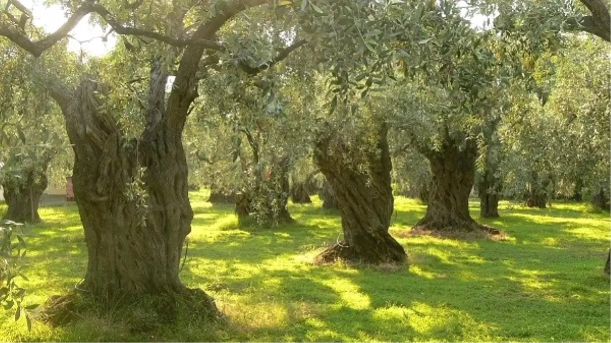 Zeytinlik Alanlara Konut ve Turistik Tesis Yapılmayacak