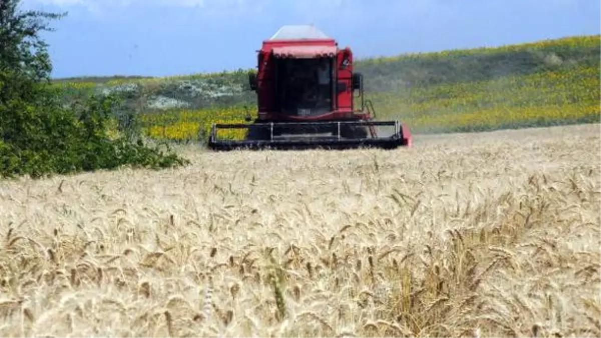 Buğdayda Rekolte Yüksek