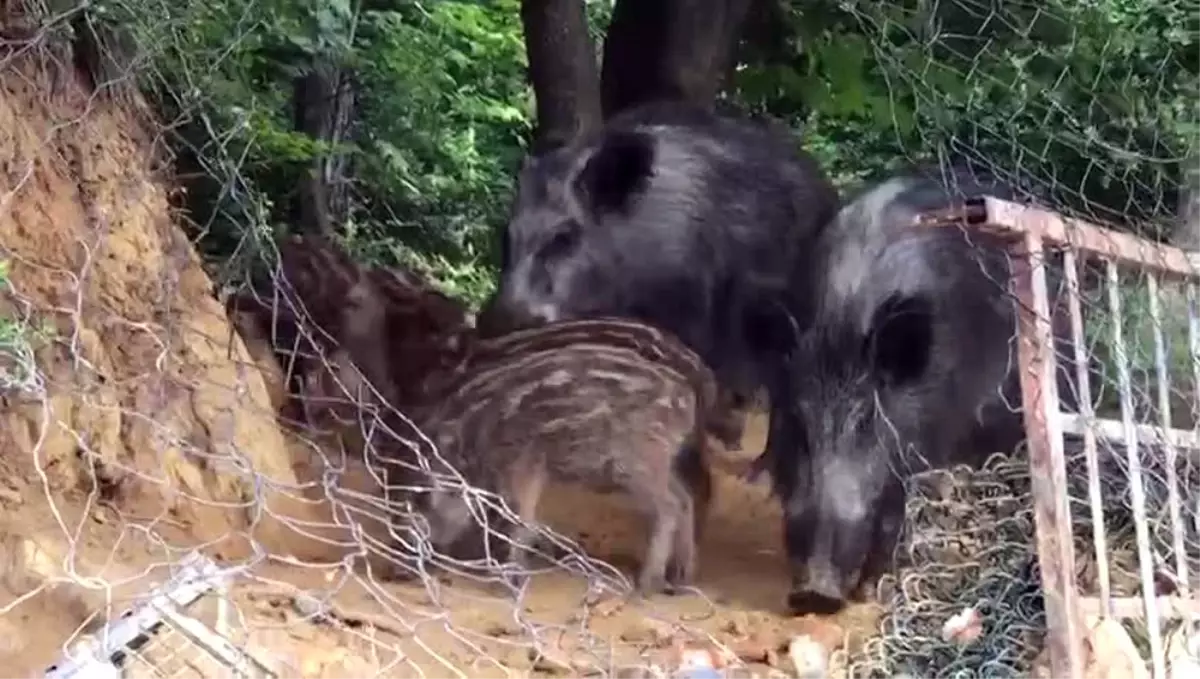 Burası Istanbul: Vatandaşlar Yemek Attı