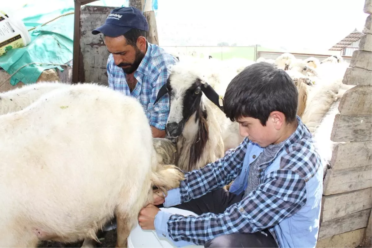 Koyun Sağıp Çobanlık Yapan Habib, TEOG\'da 2. Oldu