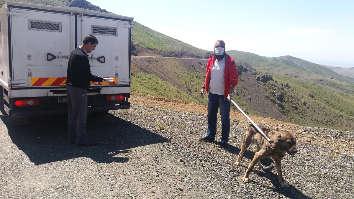 Kubbe Dağı\'na bırakılan 69 köpek, Bakımevi\'ne alındı