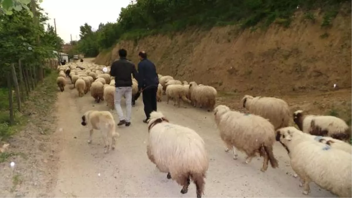 Mersin\'deki Yörükler Yayla Yolunda