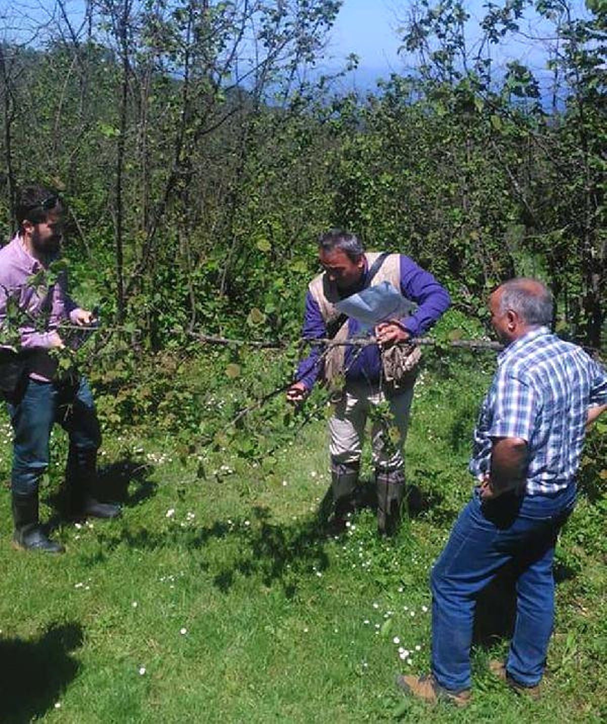 Ordu\'da Ceviz Büyüklüğünde Dolu Fındığa Zarar Verdi