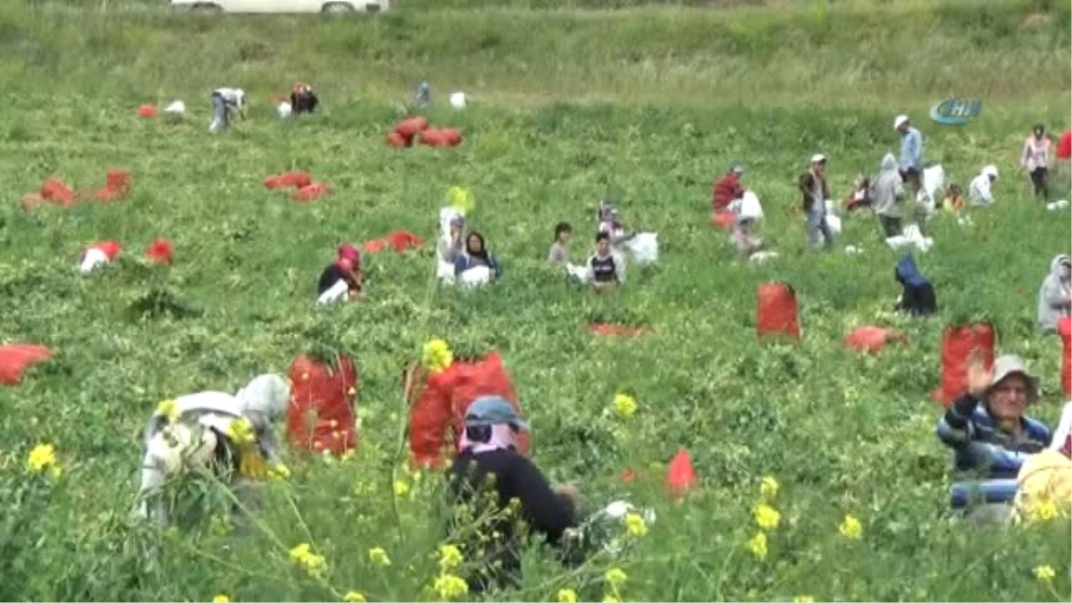 Suriyeli Rapçi Bezelye Tarlasında