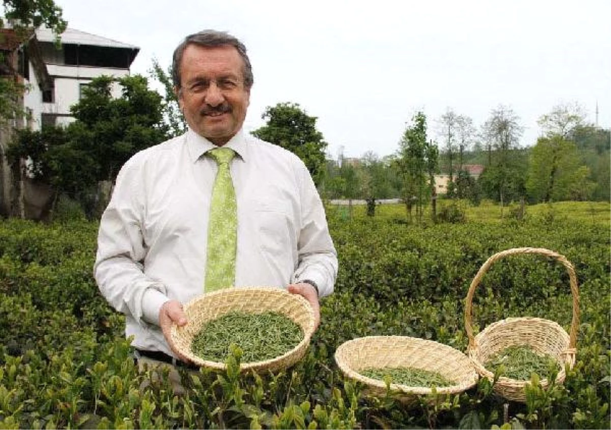Sütlüoğlu: Organik Tarımla Çay 24 Ayara Çıkacak