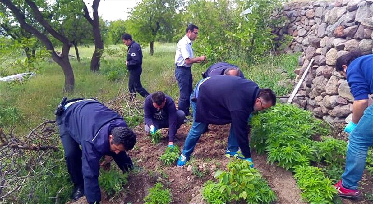 Hacılar\'da Hint Keneviri Operasyonu