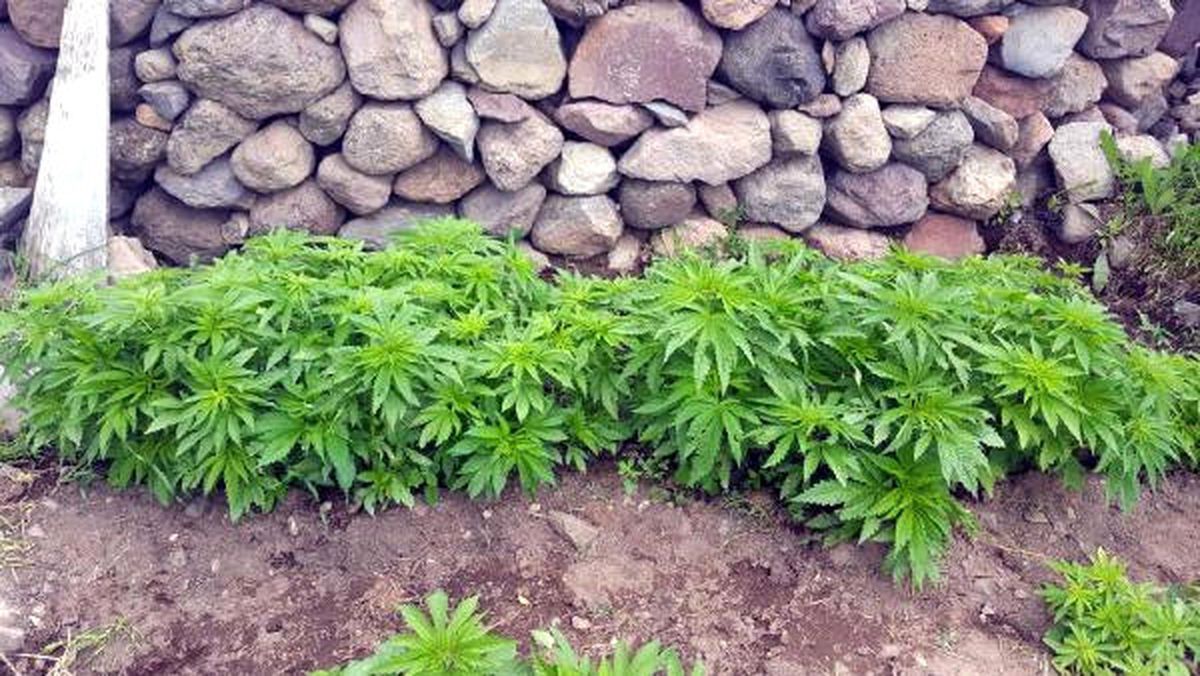 Kayseri\'de 680 Kök Hintkenevirine 2 Gözaltı