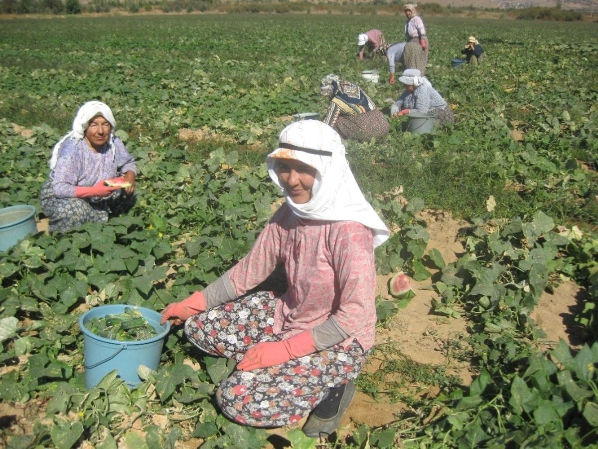 Ödemiş\'te Salatalık Sezonu Açıldı