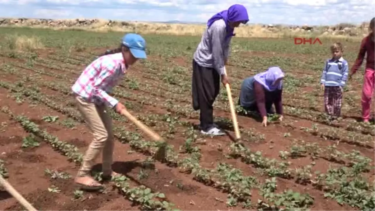 Şanlıurfa Teog Şampiyonu Olduğunu Tarlada Çalışırken Öğrendi