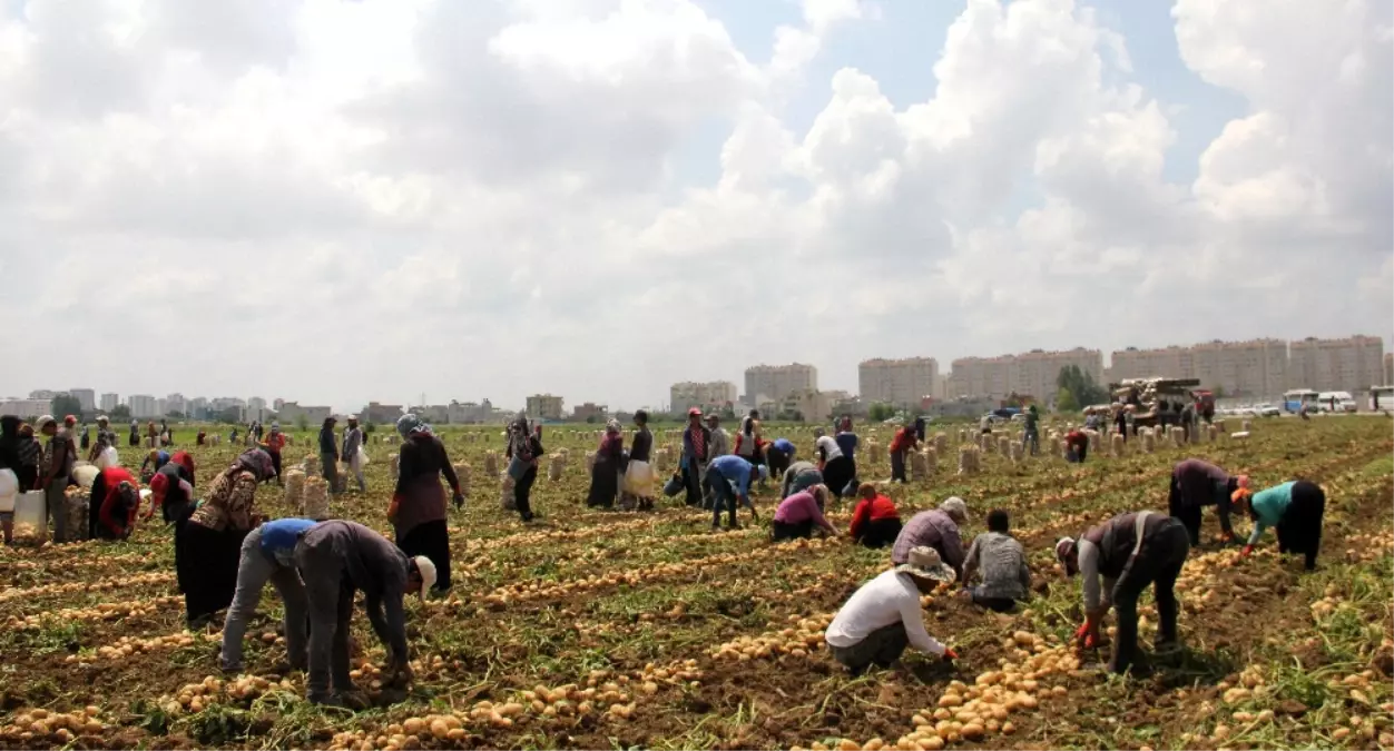 Çukurova\'da İşçiler 49 Lira İçin 15 Saat Çalışıyor