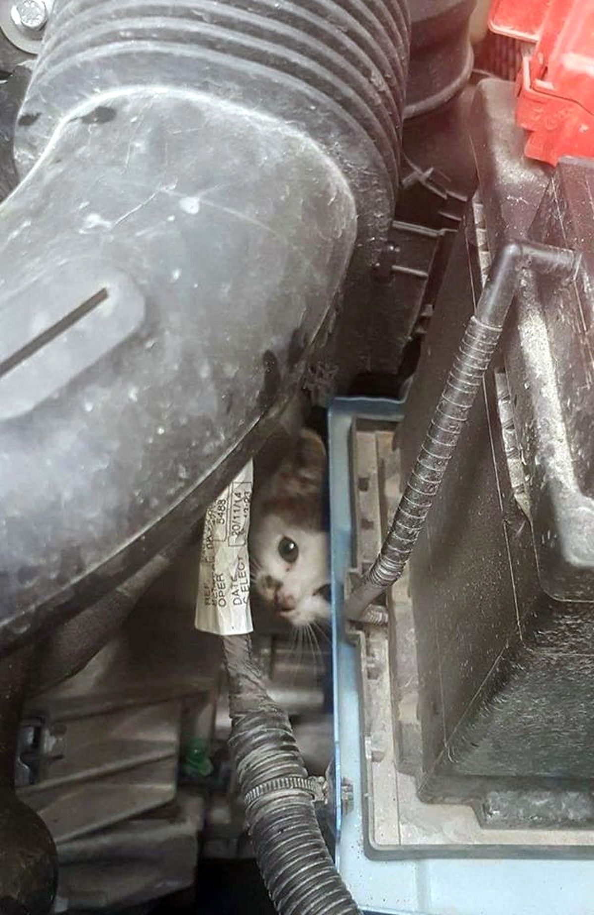 Duraktaki Taksinin Motoruna Sıkışan Kedi Kurtarıldı
