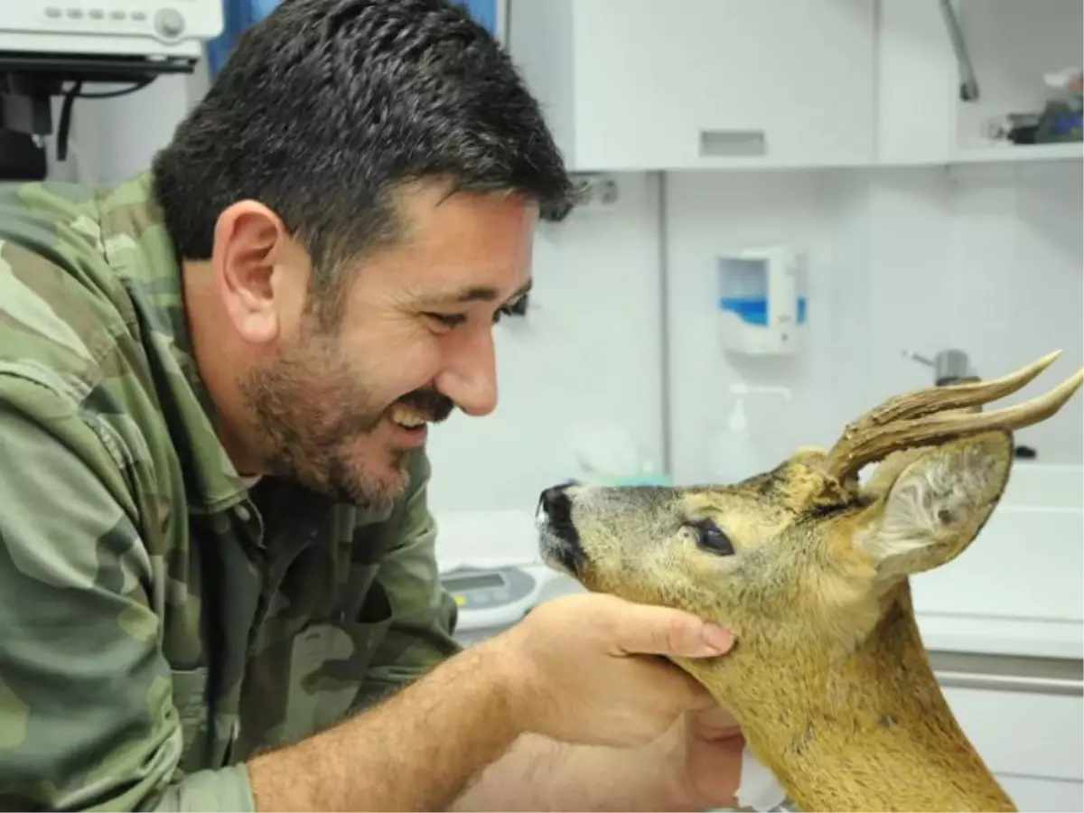 Köpeklerin Saldırdığı Karaca Tedavi Edildi