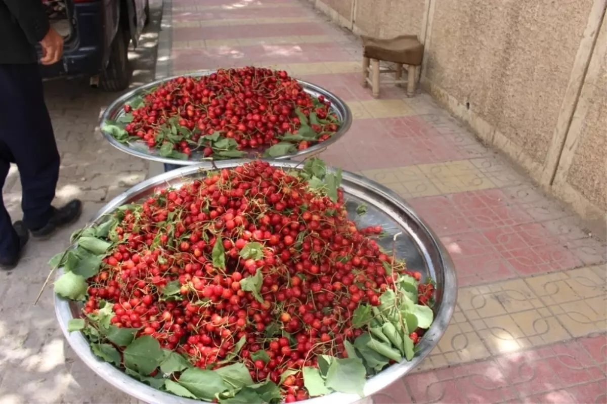 Mardin Kirazı Tezgahtaki Yerini Aldı