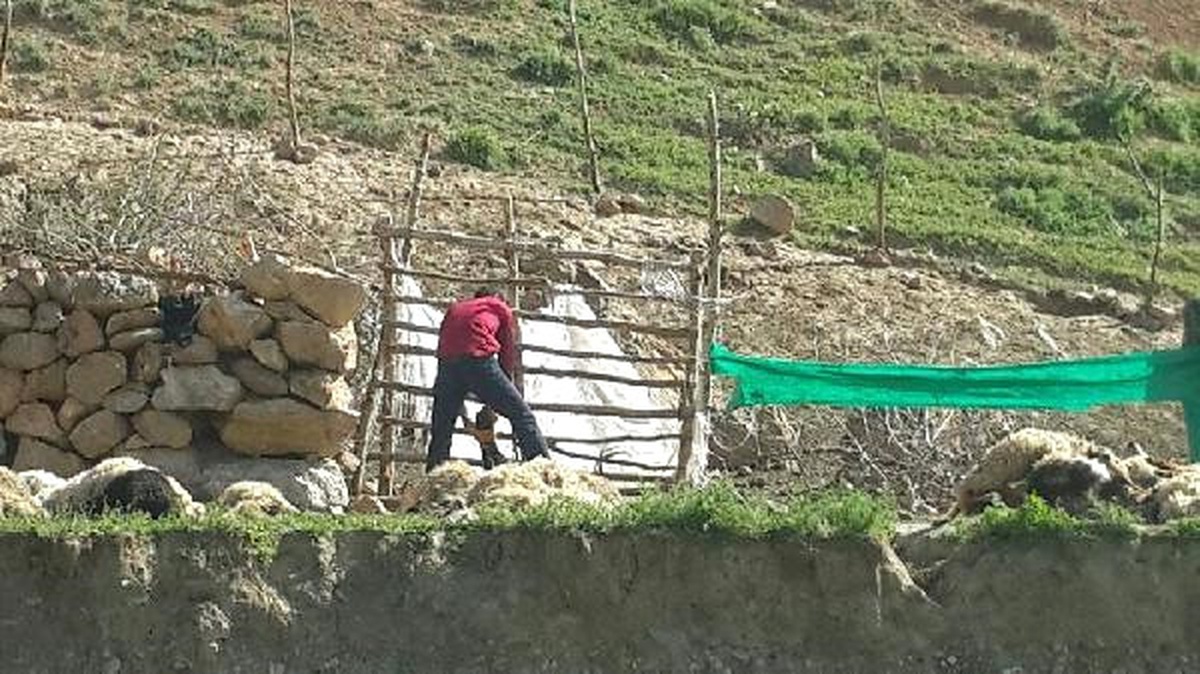 Sürüye Saldıran Kurtlar 50 Koyunu Telef Etti