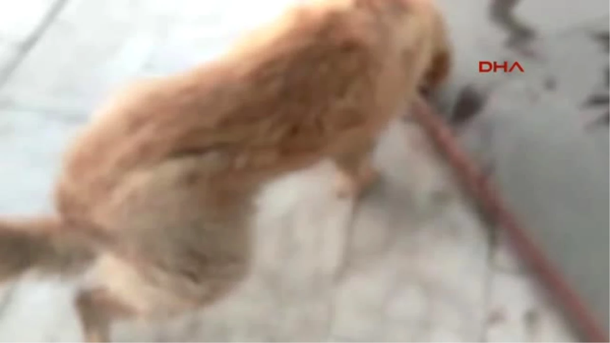 Antalya Korkuteli\'de Zehirlenen Köpek Öldü