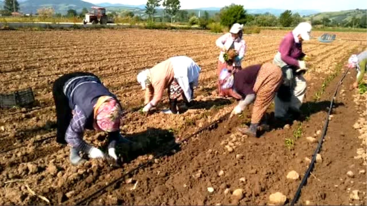 Bafra Ovası\'nda Tütün Dikim Sezonu Açıldı