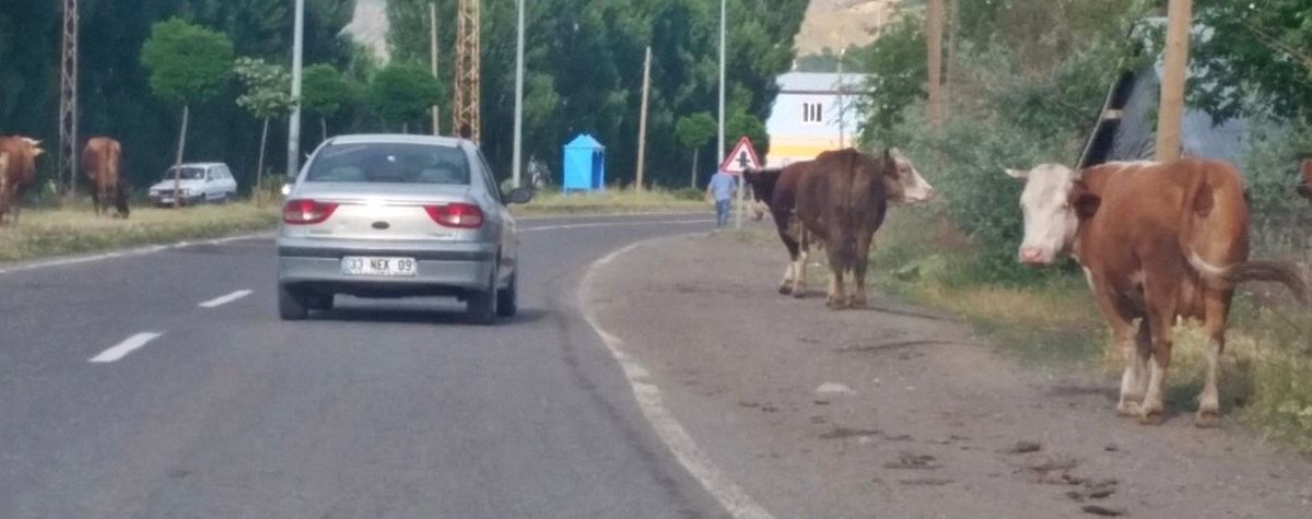 Başıboş Hayvanlar Sürücülere Zor Anlar Yaşatıyor
