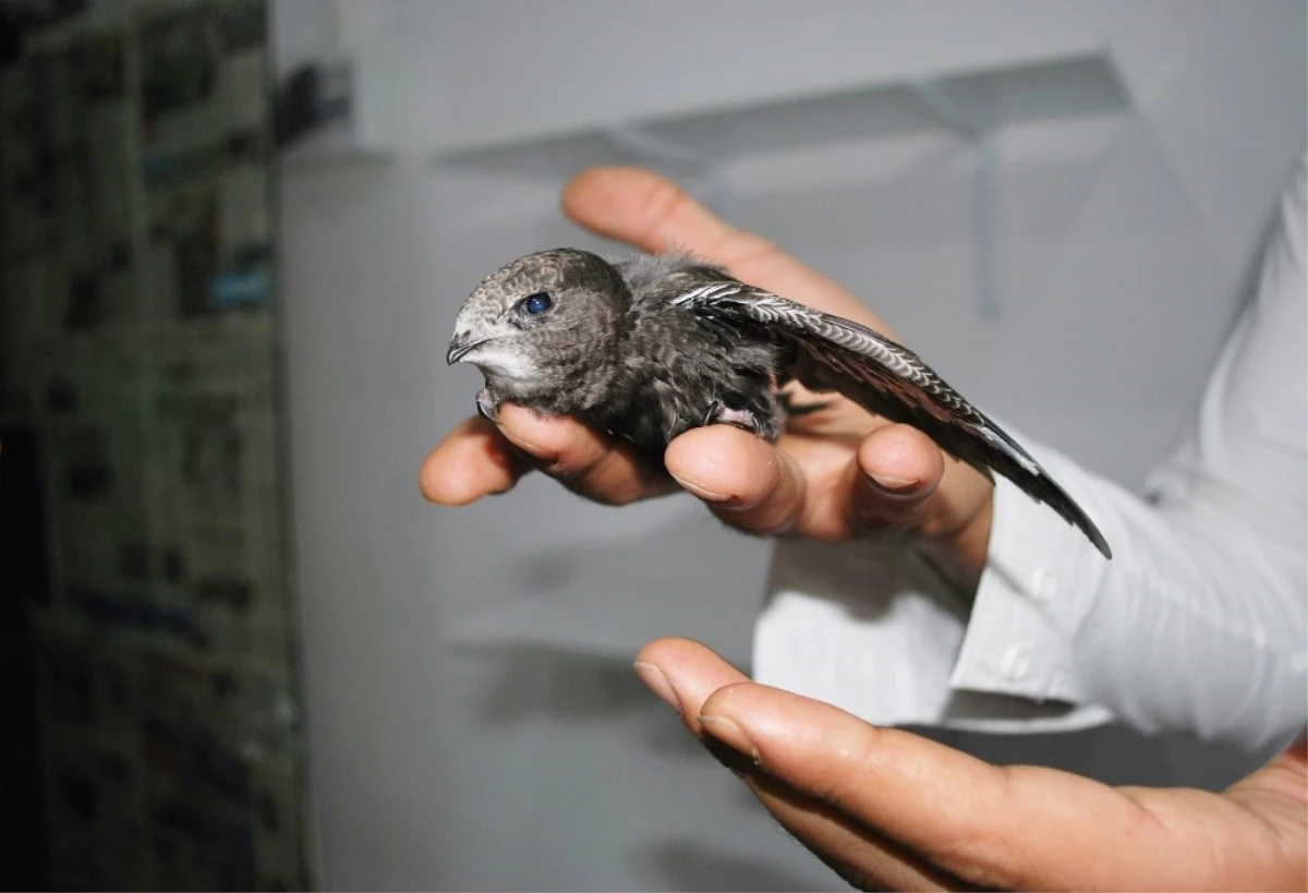 Bulduğu Yavru Ebabil Kuşunu Veterinere Verdi