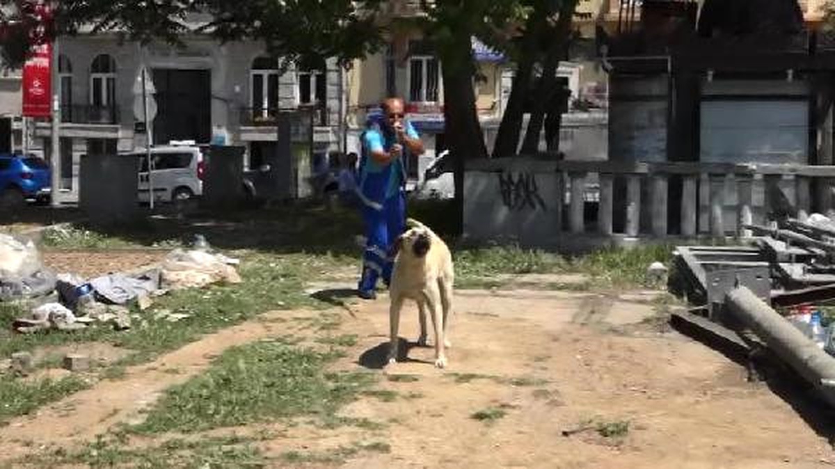 Dha İstanbul -  O Köpek Gezi Parkına Geri Bırakıldı