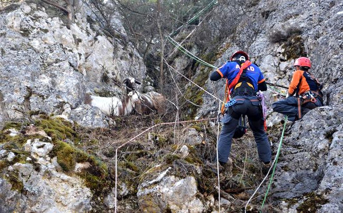 Kayalıkta Mahsur Kalan Keçileri Afad Kurtardı