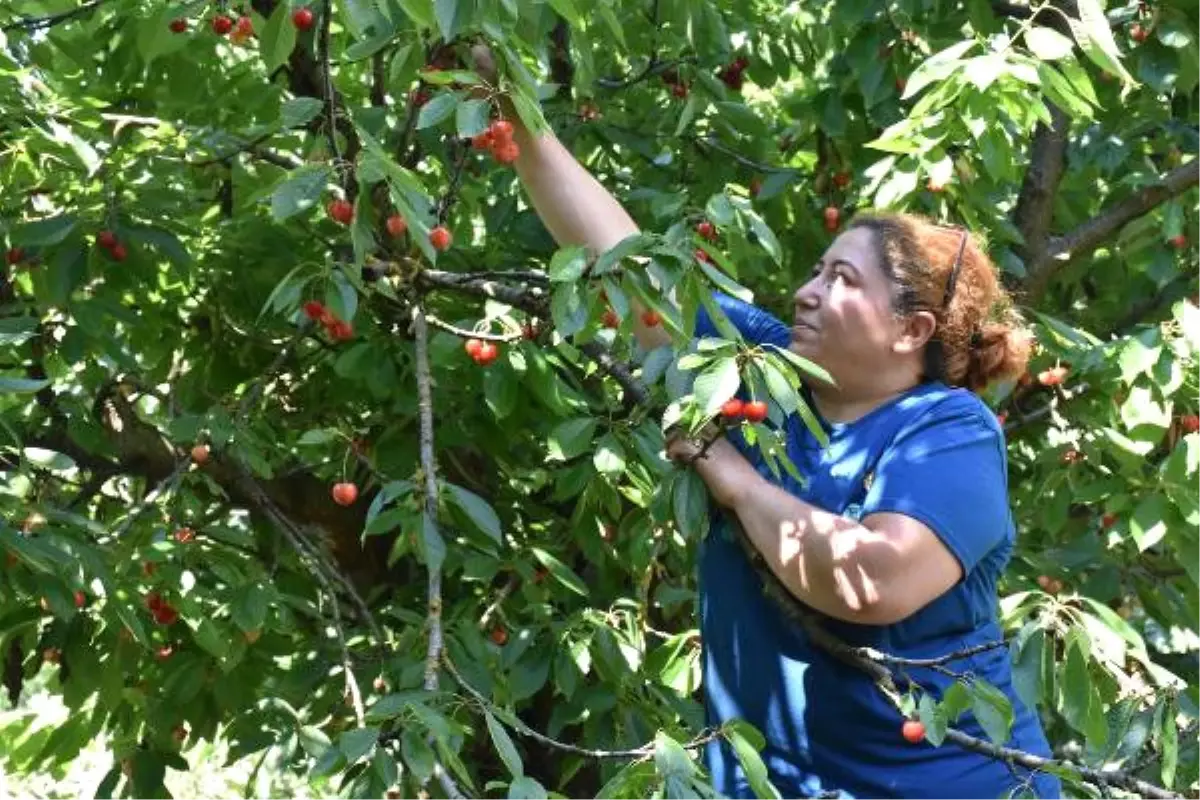 Kirazlı, Kirazı Terk Edip Bağcılığa Yöneliyor