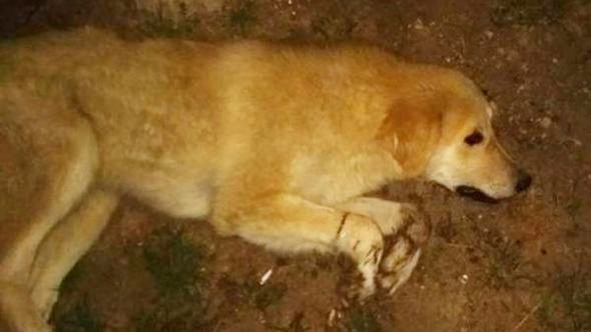 Korkuteli\'de Zehirlenen Köpek Öldü