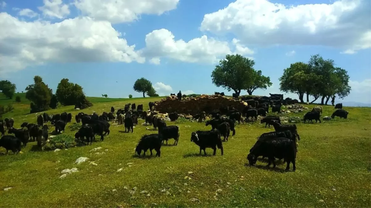 Koruma Parasına Kızıp 300 Keçisini Sattı