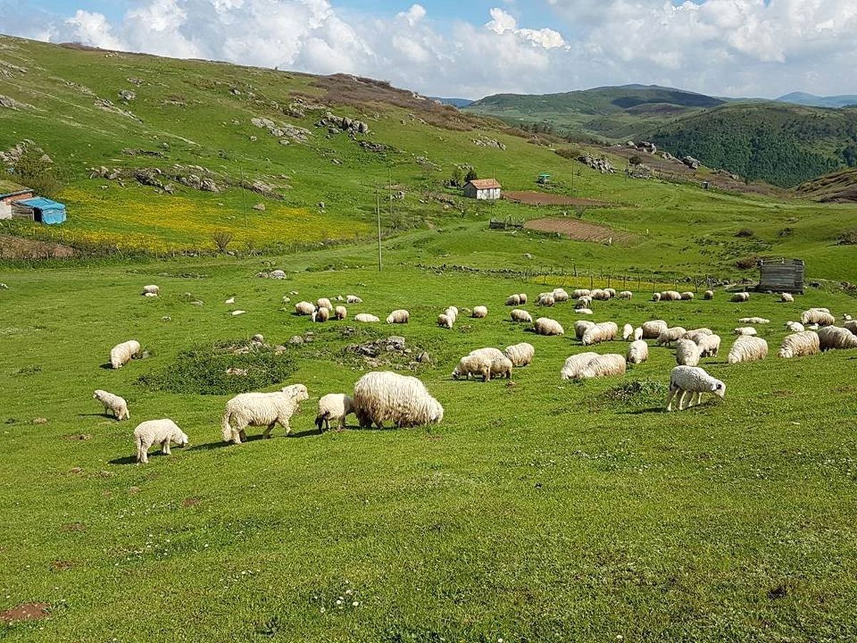 Koyunlar Yaylalara Ulaştı