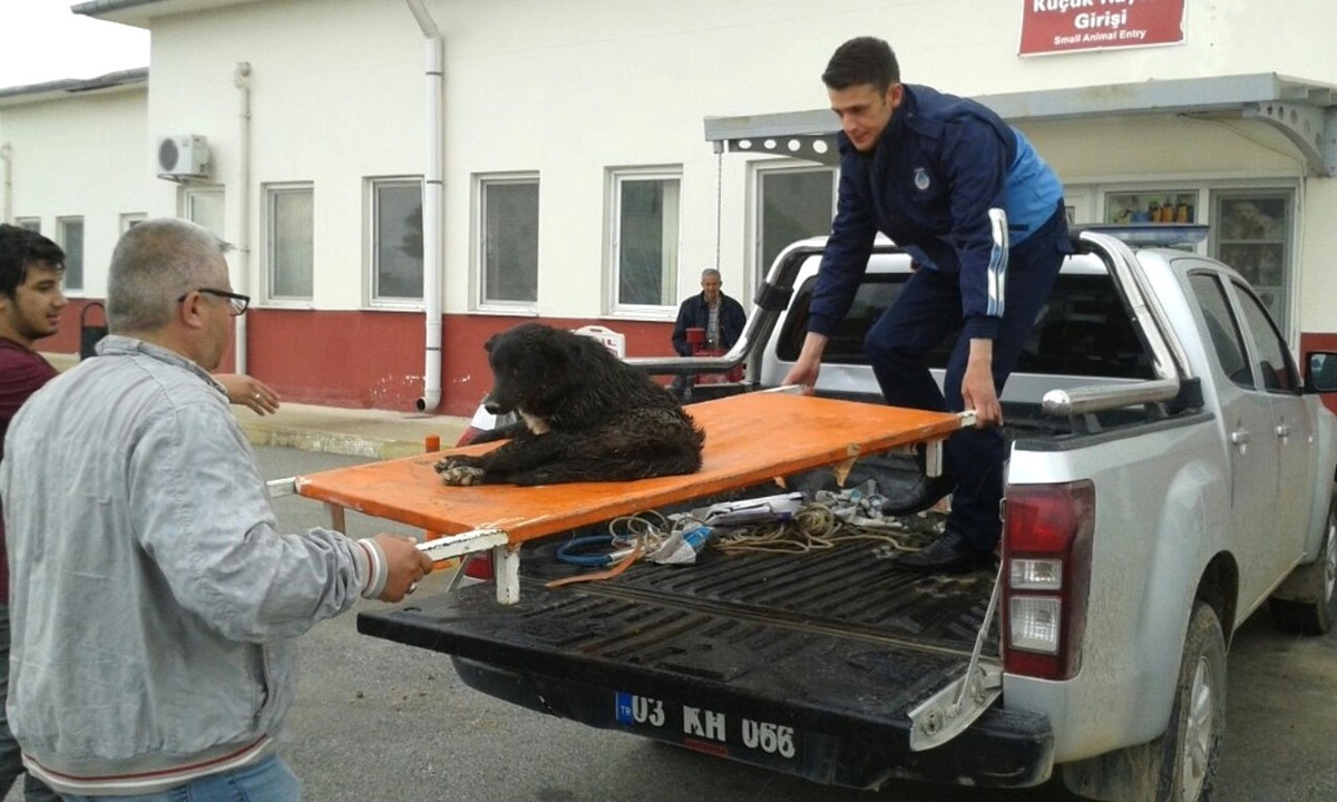 Otomobilin Çarpıp Kaçtığı Yaralı Köpeğe Zabıta Sahip Çıktı