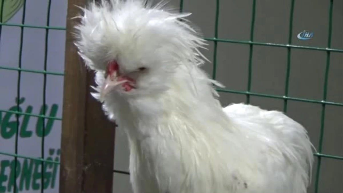Süs Tavukları, İlik Kanseri Güler\'in Tedavisi İçin Satıldı