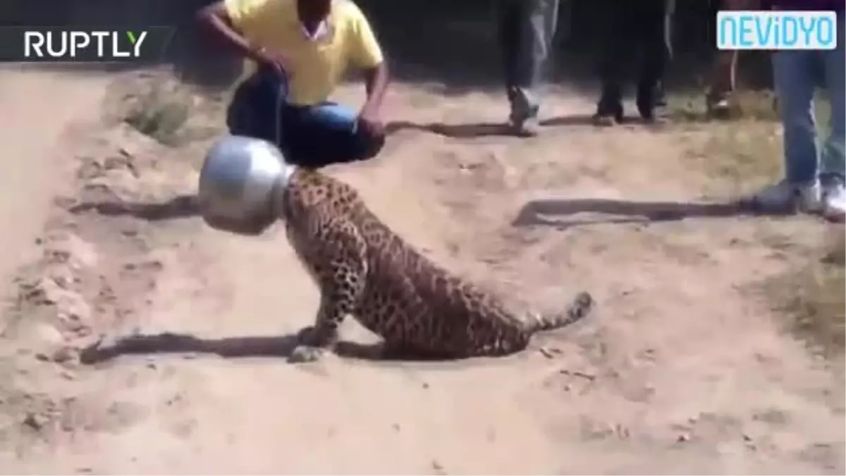 Susayan Leoparın Zor Anları