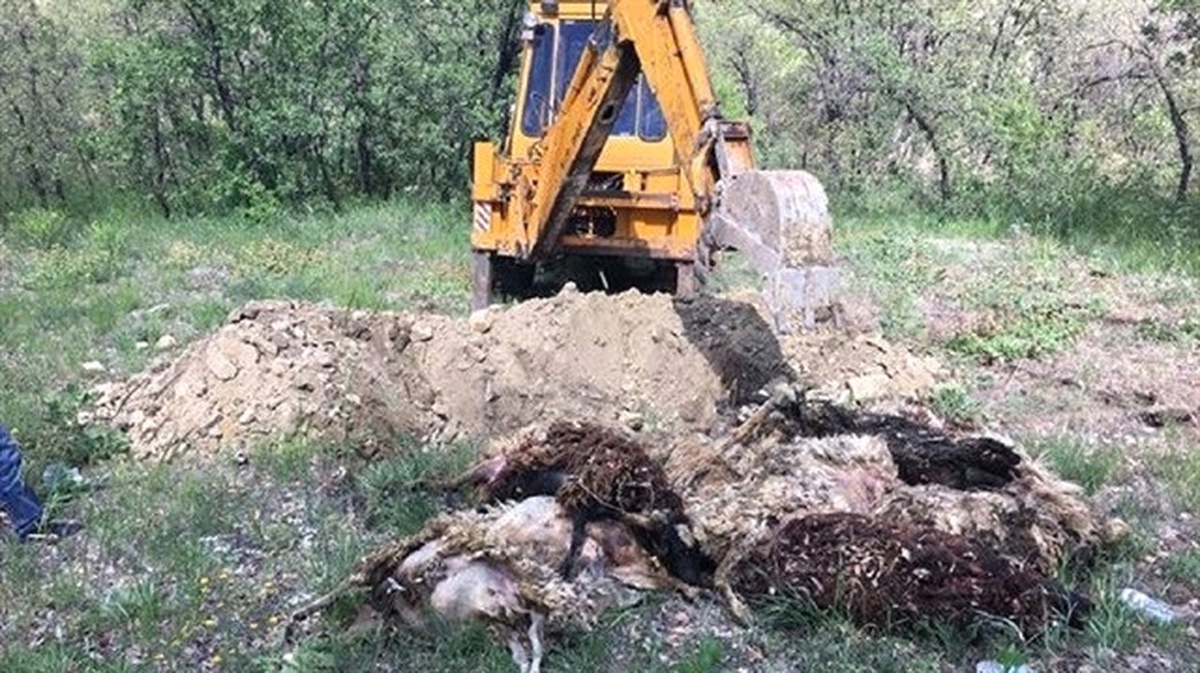 Tunceli\'de Eyp Patladı, Küçükbaş Hayvanlar Telef Oldu