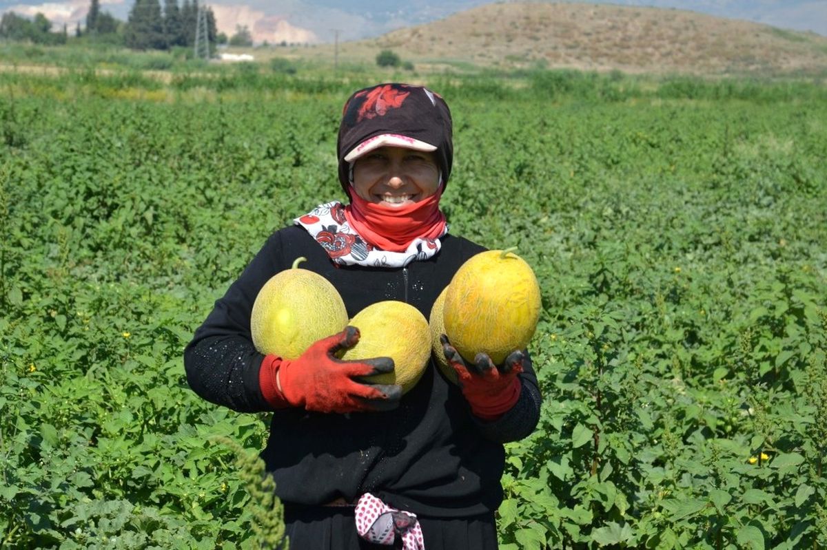 Bal Kavununda Hasat Başladı
