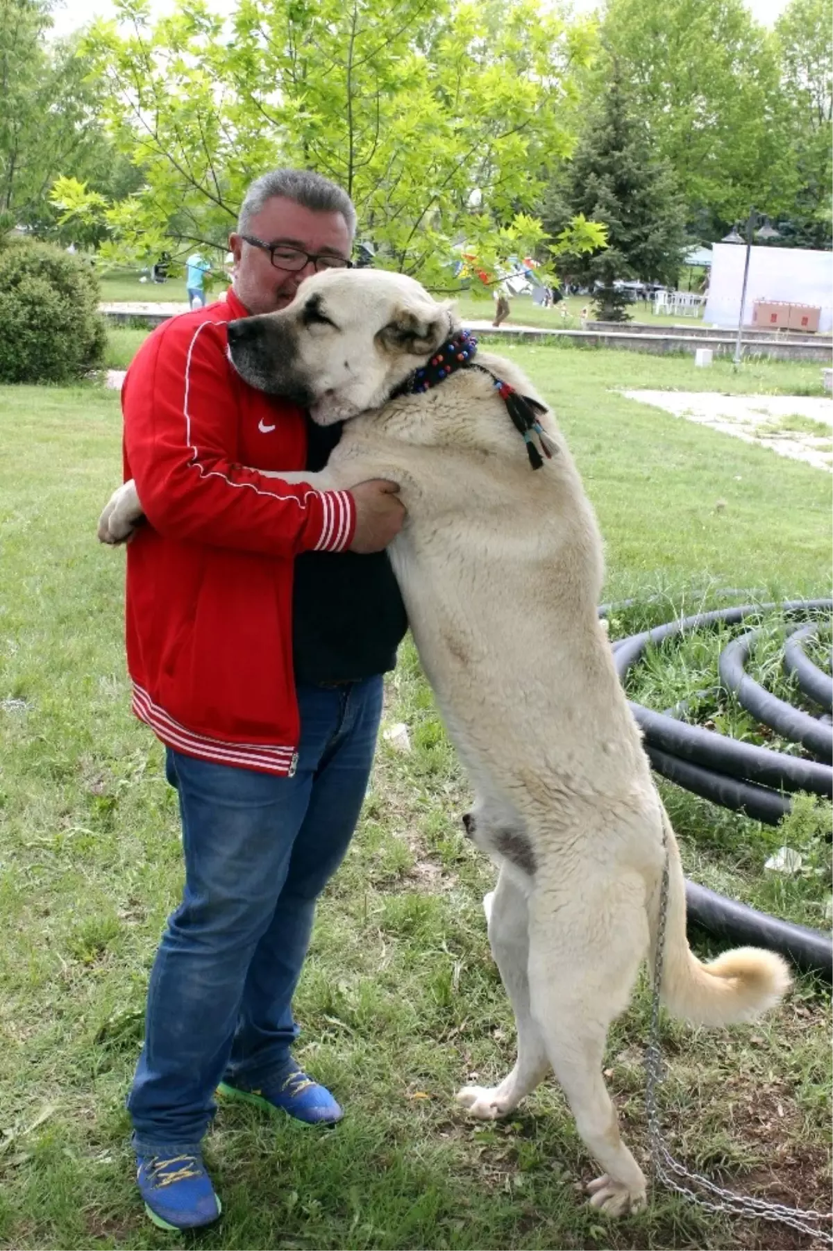 Bu Köpekleri Gören \'Maşallah\' Diyor