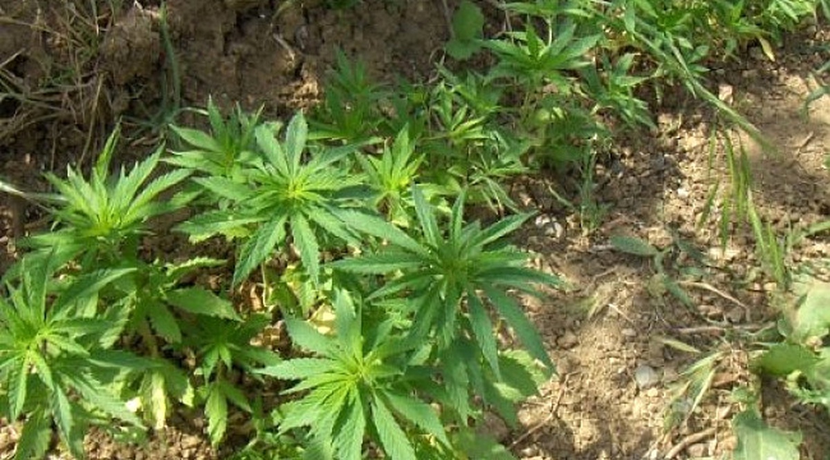 Bursa\'da 26 Adet Kök Keneviri Ele Geçirildi