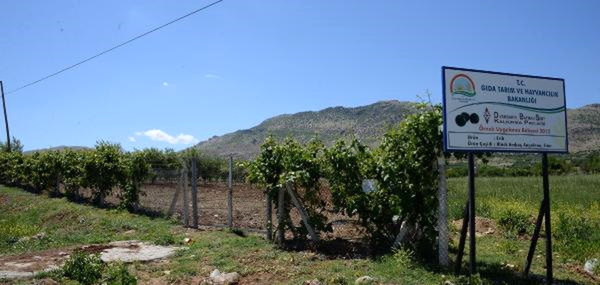 Güneydoğu\'da Üreticiye \'Sıfır Maliyetli\' Meyve Bahçeleri