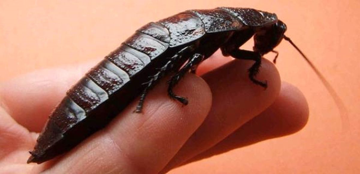 Antalyalı Girişimci Hamam Böceğinin Tanesini 4 Liradan Satıyor