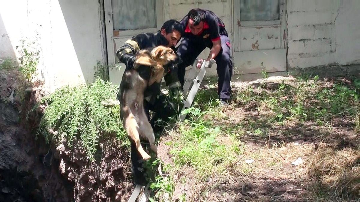 İnşaatın Temeline Düşen Köpeklere İtfaiye Müdahale Etti