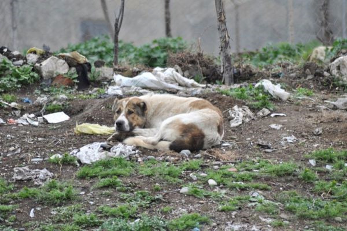 Köyde Telef Olan Köpekler Vatandaşları Endişelendiriyor