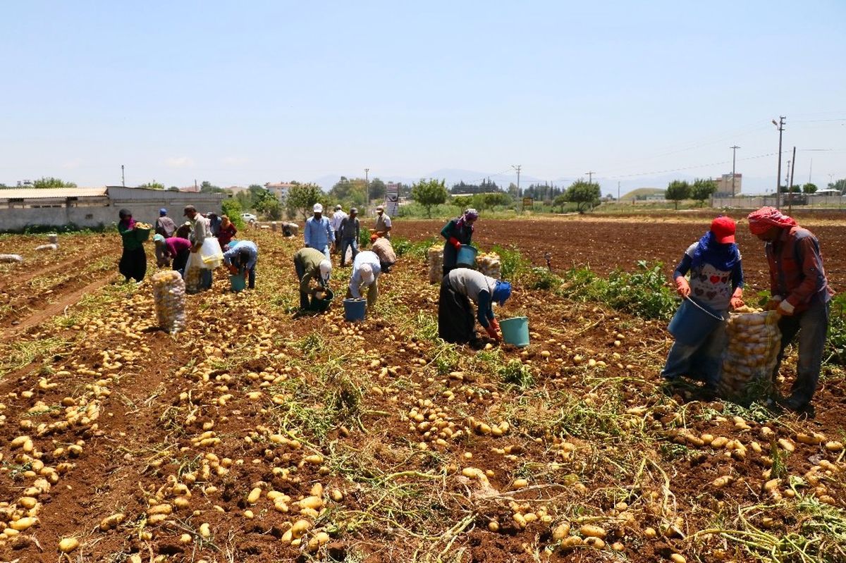 Tarım İşçilerinin Sıcakta Ekmek Mücadelesi