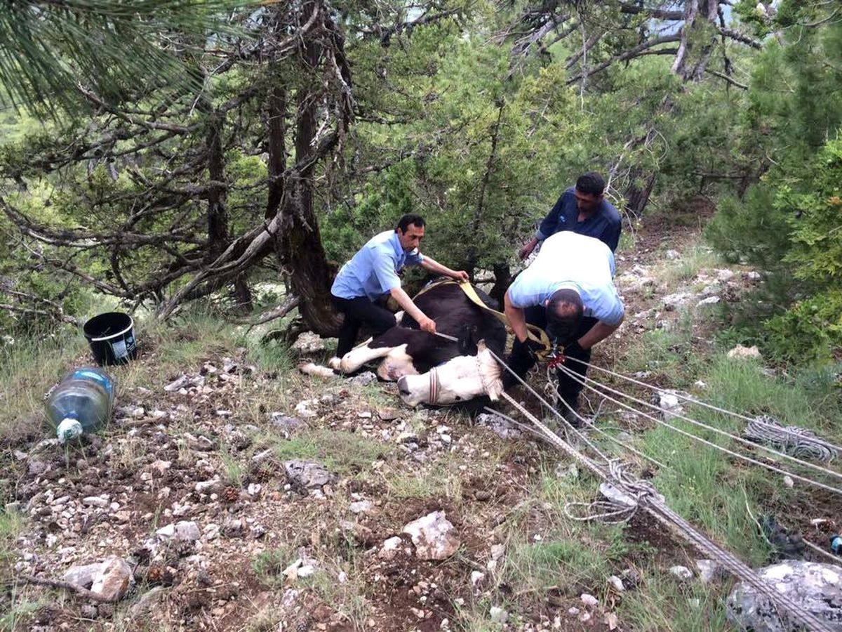 Uçurumdan Düşen İneği İtfaiye Ekipleri Kurtardı