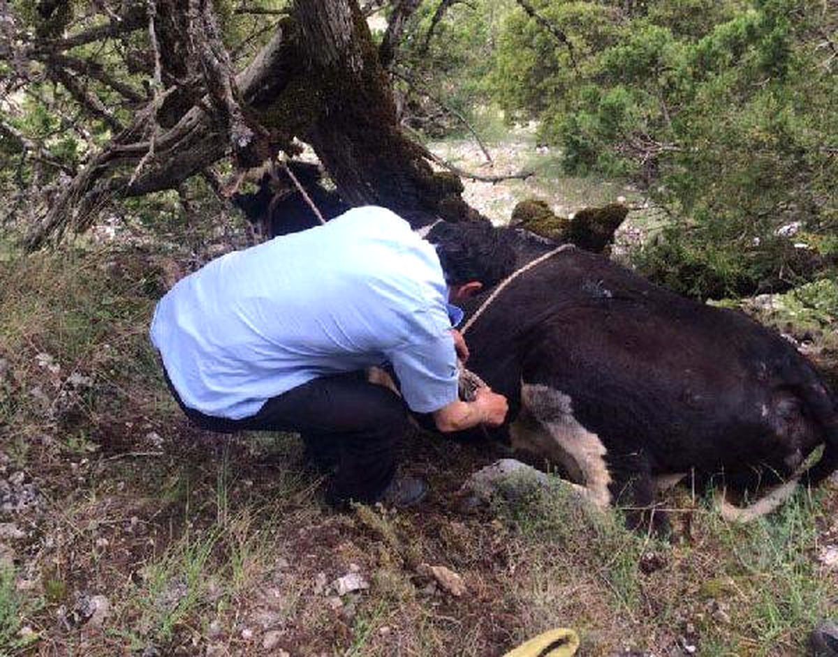 Uçurumdan Yuvarlanan İneği, İtfaiye Kurtardı