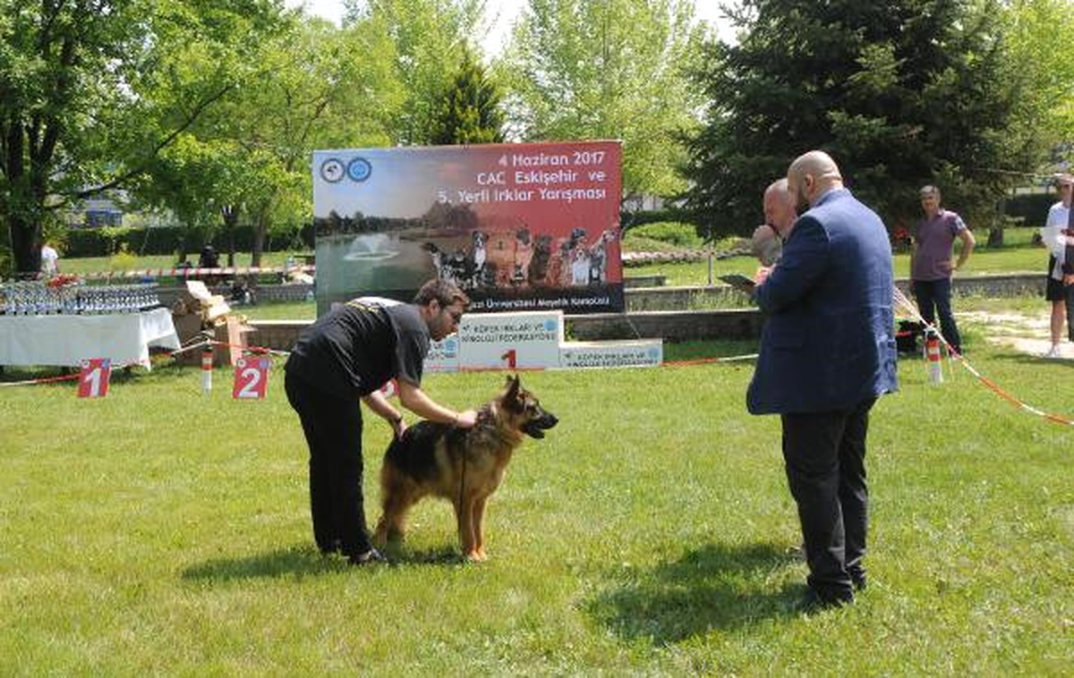 Üniversite Kampüsünde \'Köpek Irk Yarışması\'