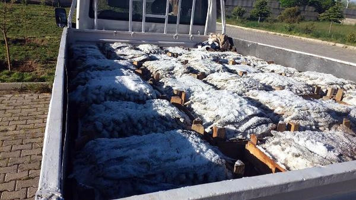 Ahlat\'ta Kaçak Avlanmış 900 Kilo İnci Kefali Ele Geçirildi