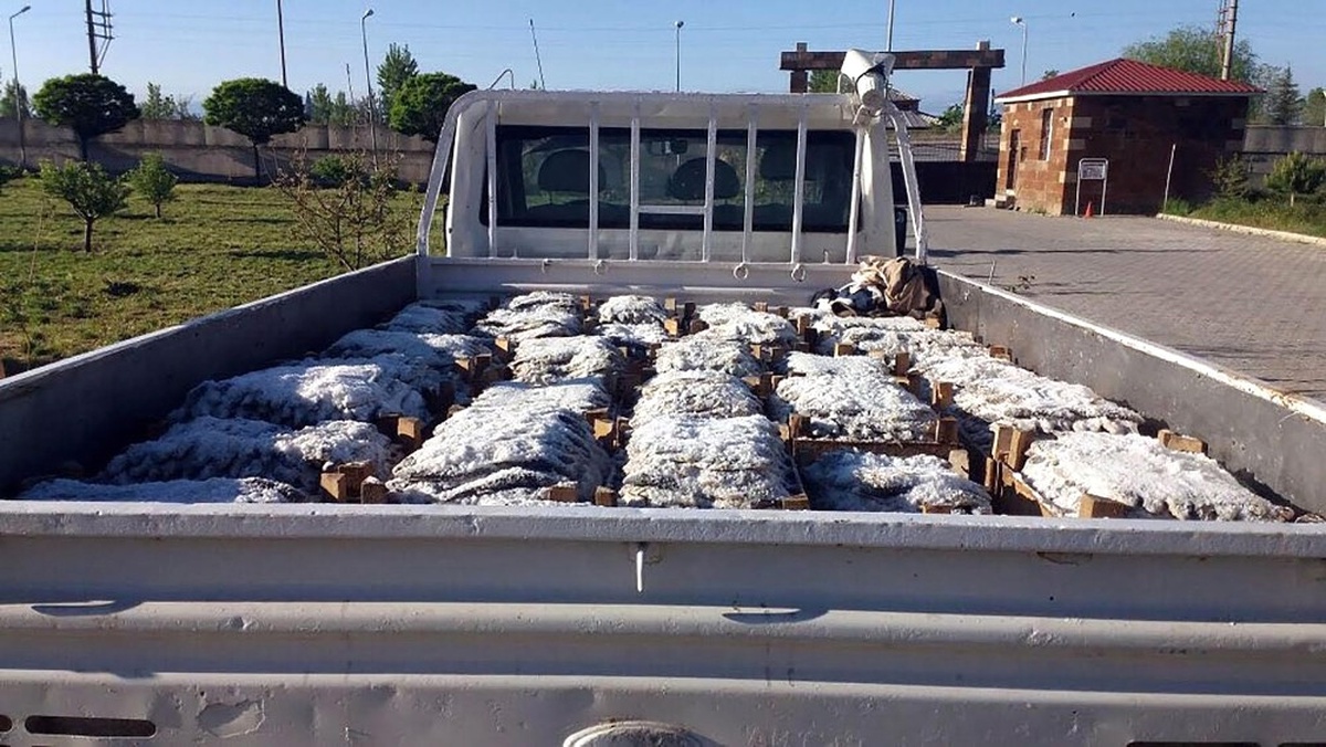 Ahlat\'ta Kaçak Avlanmış İnci Kefali Ele Geçirildi