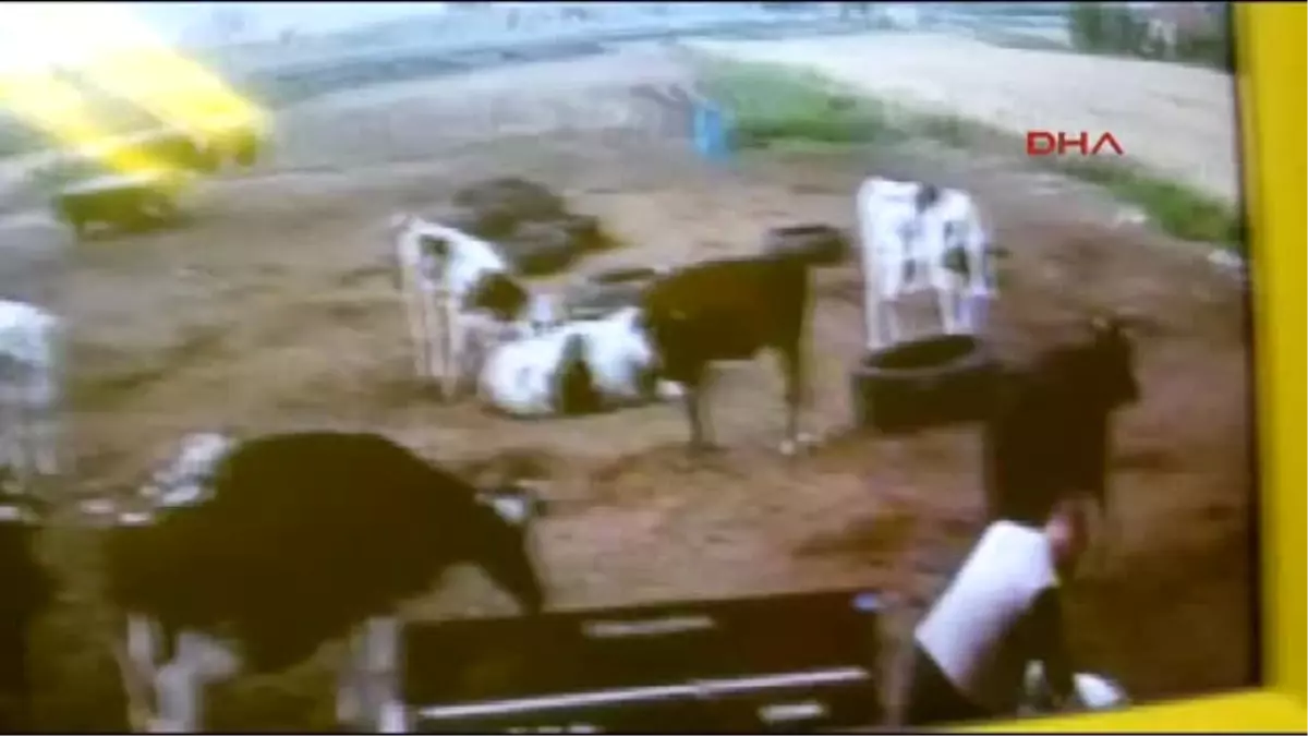 Balıkesir Komşunun Yeni Doğan Buzağısını Böyle Çaldı