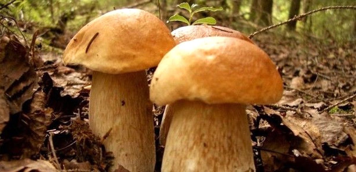 Çorum\'da Mantar Zehirlenmesi