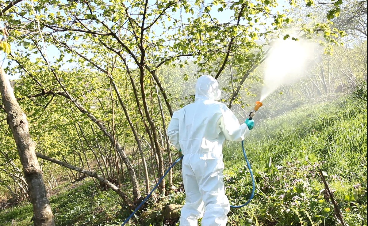 Fındıkta Külleme Hastalığı ile Mücadele Çağrısı